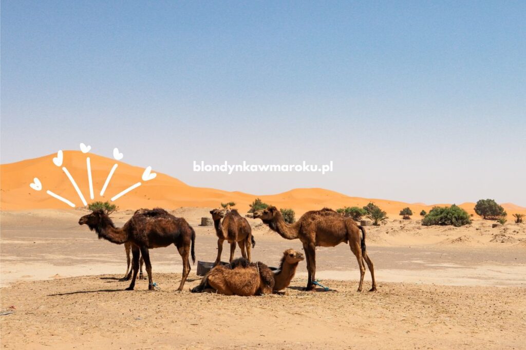 wielbłądy na pustyni w Maroku Merzouga