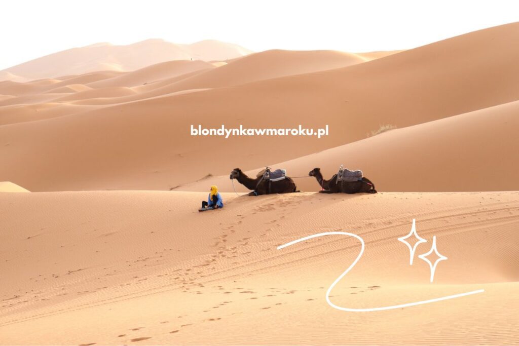człowiek i wielbłądy na pustyni Merrzouga Maroko